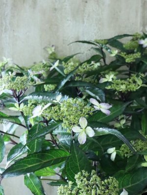 画像17: 山紫陽花 "黒龍" 18cmポット　