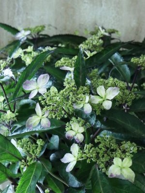 画像6: 山紫陽花 "黒龍" 18cmポット　