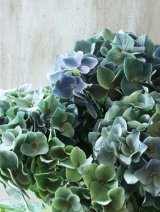 秋色紫陽花 "エール"