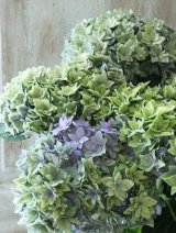 秋色紫陽花 "トゥルース"