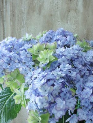 画像7: 秋色紫陽花 "ひな祭り"