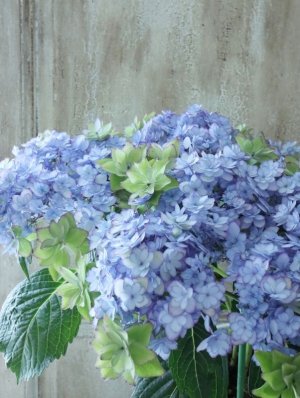 画像8: 秋色紫陽花 "ひな祭り"