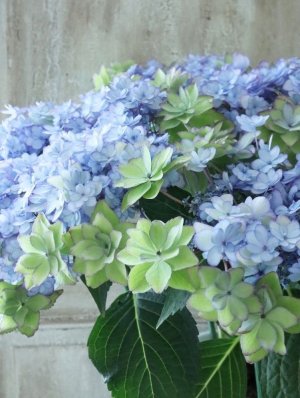 画像3: 秋色紫陽花 "ひな祭り"