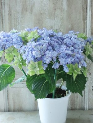 画像10: 秋色紫陽花 "ひな祭り"