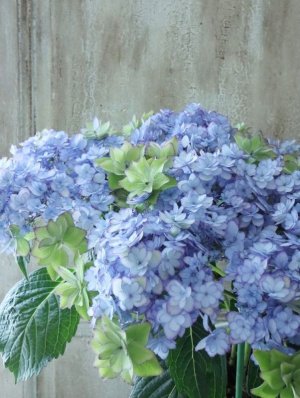 画像9: 秋色紫陽花 "ひな祭り"