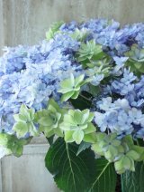 秋色紫陽花 "ひな祭り"