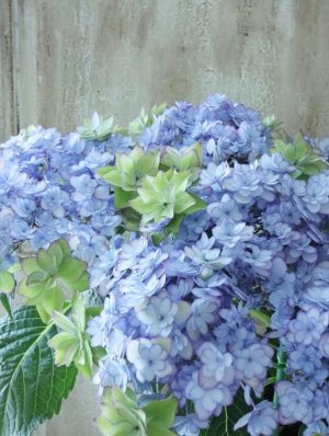 画像6: 秋色紫陽花 "ひな祭り"