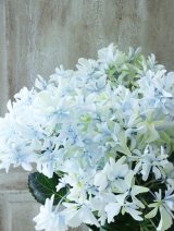 秋色紫陽花 "グリッター"