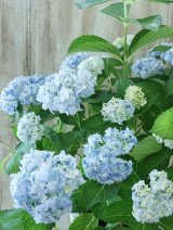 山紫陽花 "有松" 30cmポット