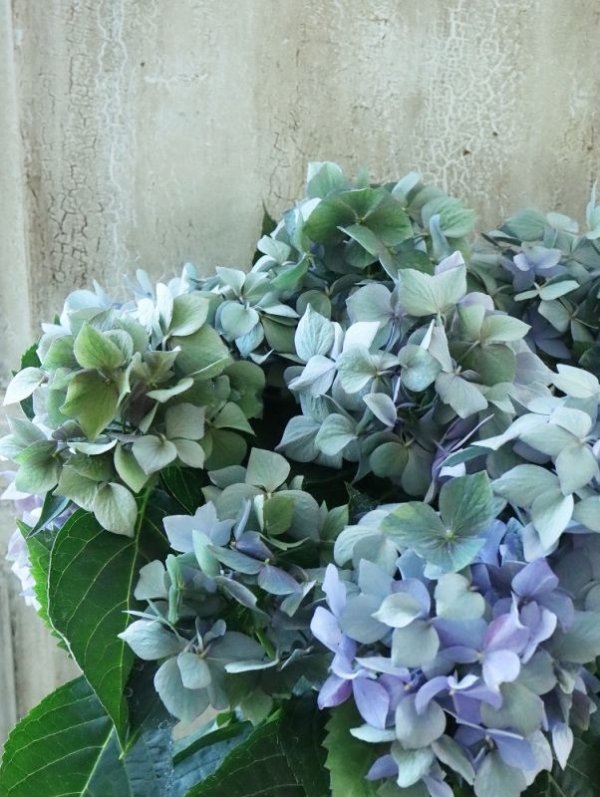 アジサイ　+オススメプランツアソート　紫陽花　ダリア　クレマチス 秋色紫陽花 