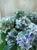 秋色紫陽花 "星がすり" 