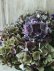 画像9: 秋色紫陽花 "ディープパープル" 25cmポット