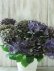 画像10: 秋色紫陽花 "ディープパープル" 25cmポット