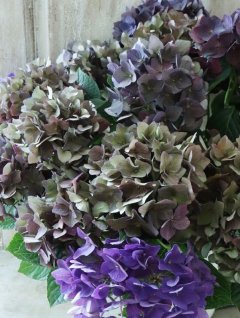 Hydrangea&Autumnal Hydrangea - Jardin de Violettes