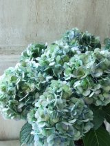 秋色紫陽花 "ラブリーデイ"