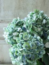 秋色紫陽花 "ラブリーデイ"