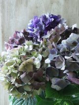 秋色紫陽花 "ディープパープル" 