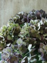 秋色紫陽花 "ディープパープル" 