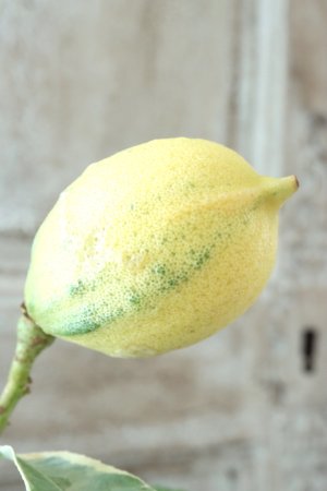 画像4: 斑入りレモン "ピンクレモネード" No.1