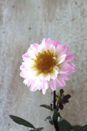 画像8: 銅葉プチダリア "ハミングブロンズ トレゾラ"