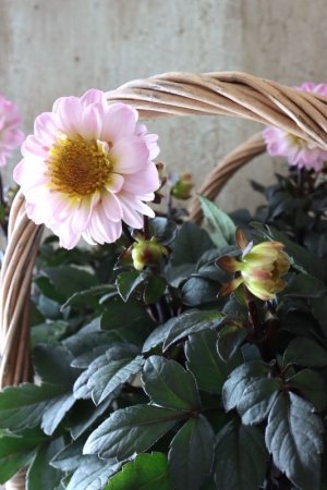 画像5: 銅葉プチダリア "ハミングブロンズ トレゾラ"