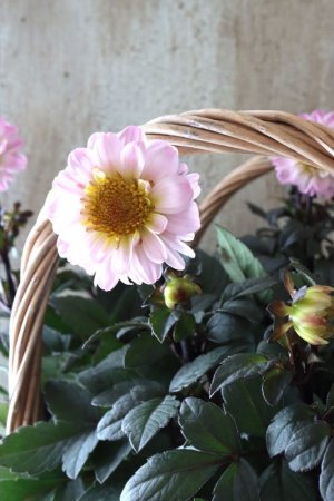 画像3: 銅葉プチダリア "ハミングブロンズ トレゾラ"