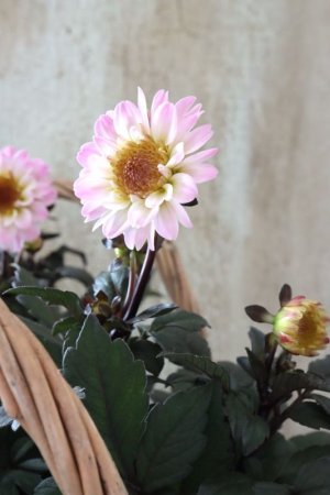 画像10: 銅葉プチダリア "ハミングブロンズ トレゾラ"