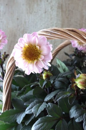 画像4: 銅葉プチダリア "ハミングブロンズ トレゾラ"