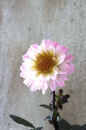 画像7: 銅葉プチダリア "ハミングブロンズ トレゾラ"