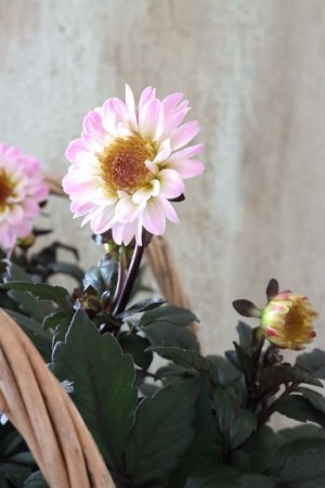 画像9: 銅葉プチダリア "ハミングブロンズ トレゾラ"