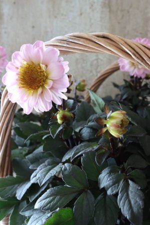 画像6: 銅葉プチダリア "ハミングブロンズ トレゾラ"