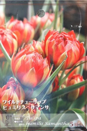 画像1: 原種系八重咲きチューリップ "サマンサ" ５球