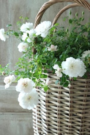 画像6: クリーピングミニバラ "プチシャンテ スノーシャワー" ~いい香り!~ 13.5cmポット