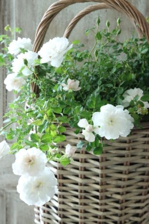 画像4: クリーピングミニバラ "プチシャンテ スノーシャワー" ~いい香り!~ 13.5cmポット