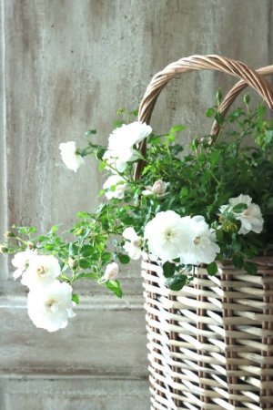 画像9: クリーピングミニバラ "プチシャンテ スノーシャワー" ~いい香り!~ 13.5cmポット