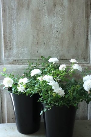 画像10: クリーピングミニバラ "プチシャンテ スノーシャワー" ~いい香り!~ 13.5cmポット