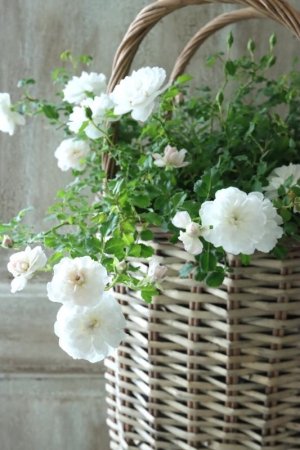 画像7: クリーピングミニバラ "プチシャンテ スノーシャワー" ~いい香り!~ 13.5cmポット