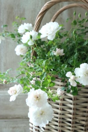 画像8: クリーピングミニバラ "プチシャンテ スノーシャワー" ~いい香り!~ 13.5cmポット