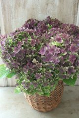 秋色紫陽花 "ごきげんよう"