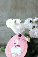 ミニシクラメン "スワン グリーン"