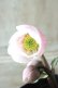 画像1: ~Niger "fleur de noel sd-ddピンクニゲル"~ (1)