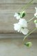 画像10: 八重咲きニオイスミレ "スワンリーホワイト" 