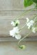 画像9: 八重咲きニオイスミレ "スワンリーホワイト" 