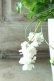 画像3: 八重咲きニオイスミレ "スワンリーホワイト" 