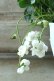 画像3: 八重咲きニオイスミレ "スワンリーホワイト" 12cmポット