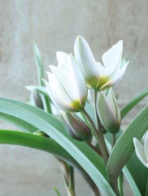 画像4: 芽出し球根 原種系チューリップ "ポリクロマ"