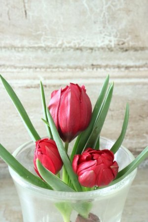 画像4: 原種八重咲きチューリップ "テタテート" 