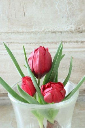 画像3: 原種八重咲きチューリップ "テタテート" 