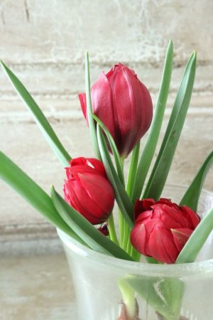 画像5: 原種八重咲きチューリップ "テタテート" 