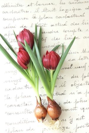 画像6: 原種八重咲きチューリップ "テタテート" 